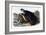 Sea Otter, Young Male, 1848-John Woodhouse Audubon-Framed Giclee Print