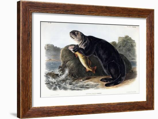 Sea Otter, Young Male, 1848-John Woodhouse Audubon-Framed Giclee Print