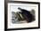 Sea Otter, Young Male, 1848-John Woodhouse Audubon-Framed Giclee Print