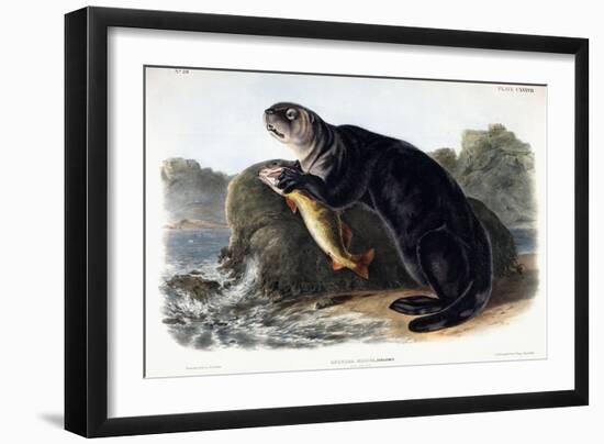 Sea Otter, Young Male, 1848-John Woodhouse Audubon-Framed Giclee Print