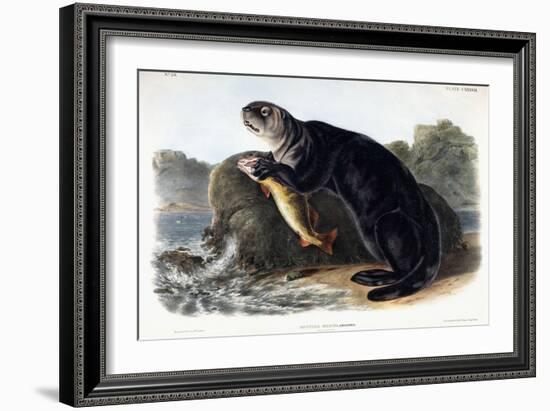 Sea Otter, Young Male, 1848-John Woodhouse Audubon-Framed Giclee Print