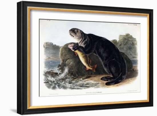 Sea Otter, Young Male, 1848-John Woodhouse Audubon-Framed Giclee Print