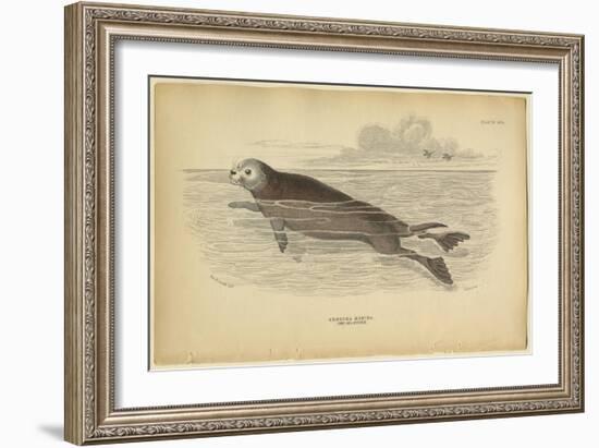 Sea Otter-null-Framed Art Print