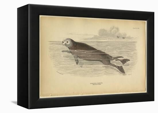 Sea Otter-null-Framed Stretched Canvas