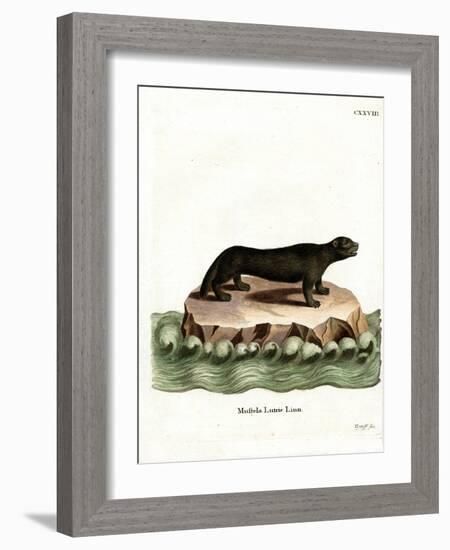 Sea Otter-null-Framed Giclee Print