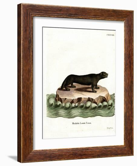 Sea Otter-null-Framed Giclee Print