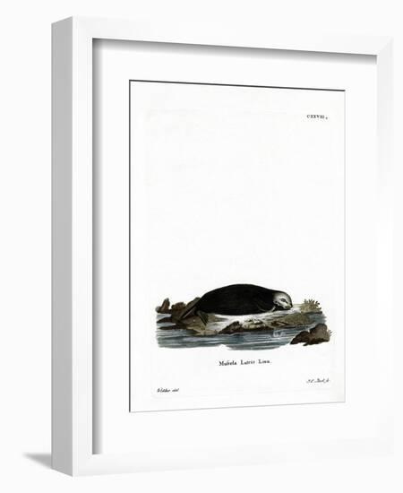 Sea Otter-null-Framed Giclee Print