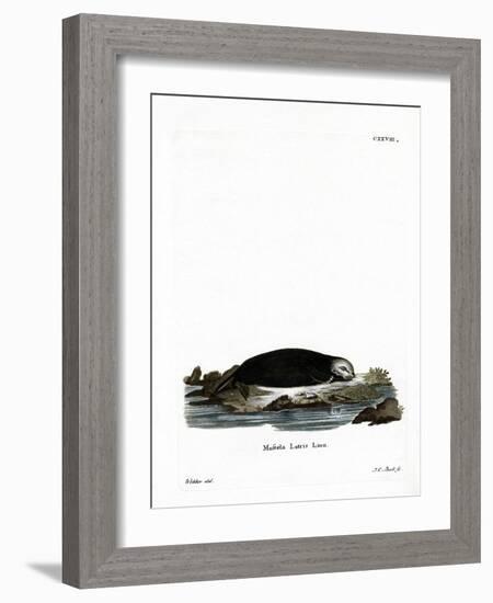 Sea Otter-null-Framed Giclee Print