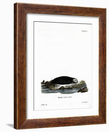 Sea Otter-null-Framed Giclee Print