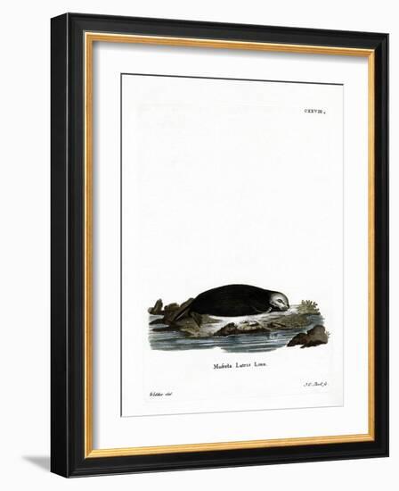 Sea Otter-null-Framed Giclee Print