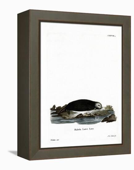 Sea Otter-null-Framed Premier Image Canvas