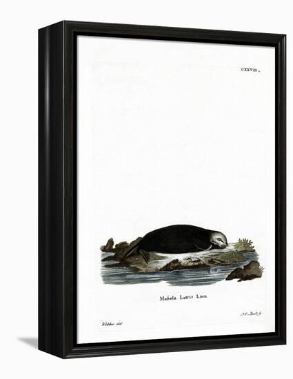 Sea Otter-null-Framed Premier Image Canvas