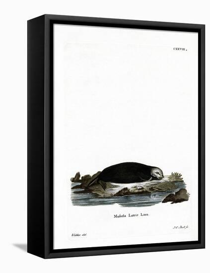 Sea Otter-null-Framed Premier Image Canvas