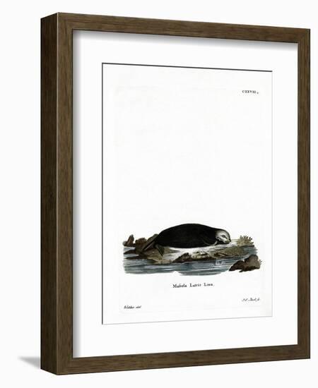 Sea Otter-null-Framed Premium Giclee Print