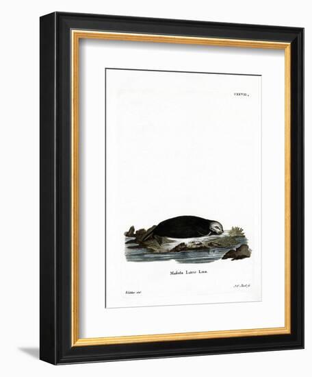 Sea Otter-null-Framed Premium Giclee Print