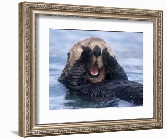 Sea Otters, Alaska, USA-Daisy Gilardini-Framed Photographic Print