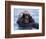 Sea Otters, Alaska, USA-Daisy Gilardini-Framed Photographic Print