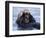 Sea Otters, Alaska, USA-Daisy Gilardini-Framed Photographic Print