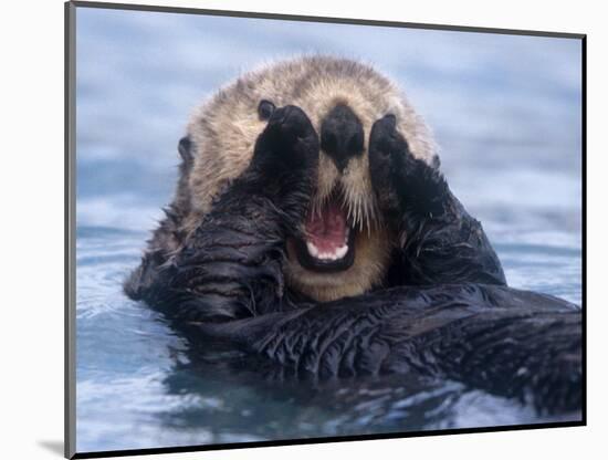 Sea Otters, Alaska, USA-Daisy Gilardini-Mounted Photographic Print