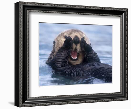 Sea Otters, Alaska, USA-Daisy Gilardini-Framed Photographic Print