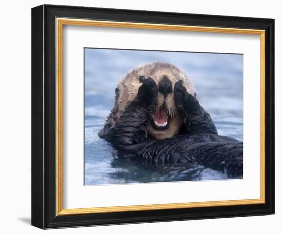 Sea Otters, Alaska, USA-Daisy Gilardini-Framed Photographic Print