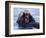 Sea Otters, Alaska, USA-Daisy Gilardini-Framed Photographic Print