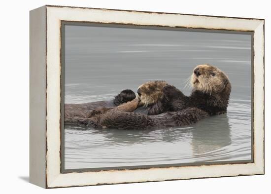 Sea Otters, Mother with Pup-Ken Archer-Framed Premier Image Canvas