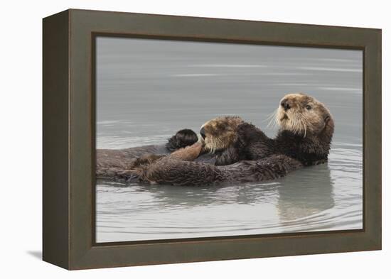 Sea Otters, Mother with Pup-Ken Archer-Framed Premier Image Canvas