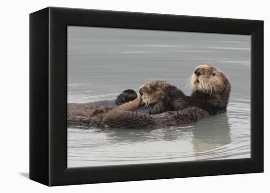 Sea Otters, Mother with Pup-Ken Archer-Framed Premier Image Canvas