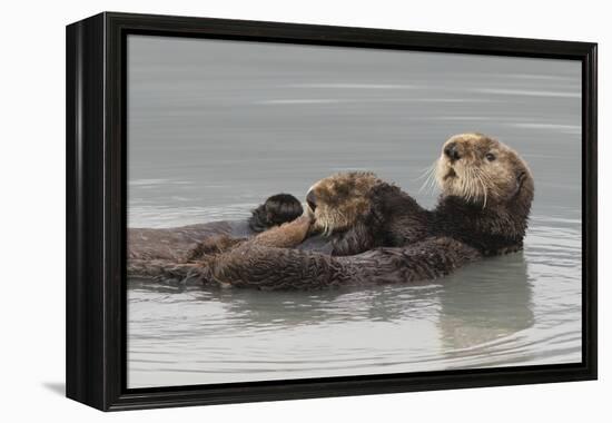 Sea Otters, Mother with Pup-Ken Archer-Framed Premier Image Canvas