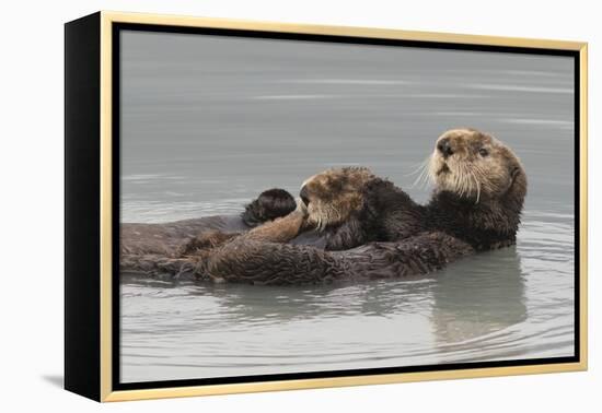 Sea Otters, Mother with Pup-Ken Archer-Framed Premier Image Canvas