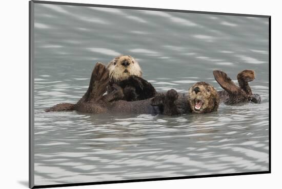 Sea Otters-Ken Archer-Mounted Photographic Print