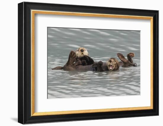 Sea Otters-Ken Archer-Framed Photographic Print
