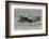 Sea Otters-Ken Archer-Framed Photographic Print