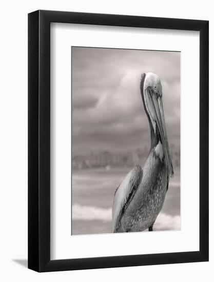 Sea Pelican-Murray Bolesta-Framed Photographic Print