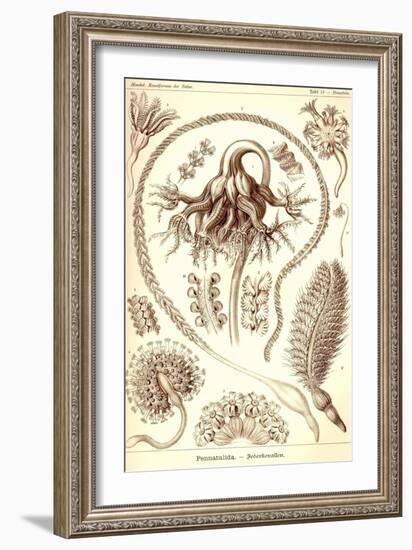 Sea Pens-Ernst Haeckel-Framed Art Print