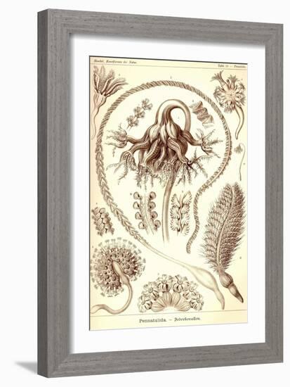 Sea Pens-Ernst Haeckel-Framed Art Print