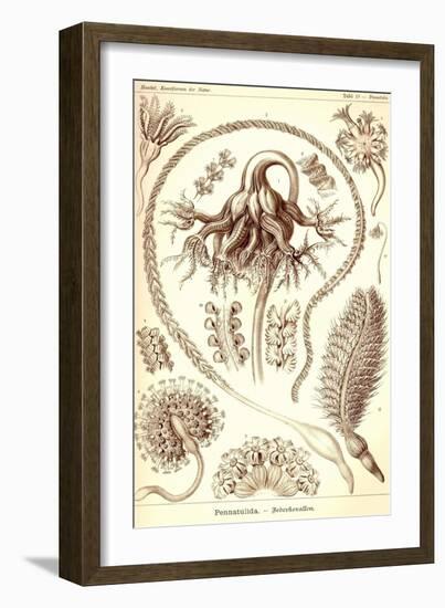 Sea Pens-Ernst Haeckel-Framed Art Print