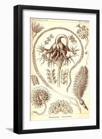 Sea Pens-Ernst Haeckel-Framed Art Print