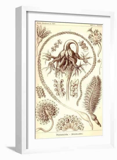 Sea Pens-Ernst Haeckel-Framed Art Print