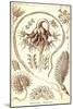 Sea Pens-Ernst Haeckel-Mounted Art Print