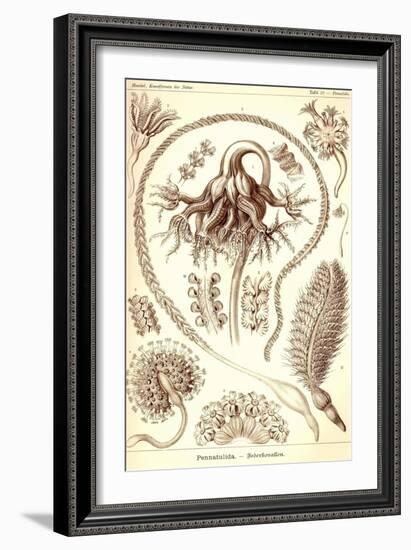 Sea Pens-Ernst Haeckel-Framed Art Print