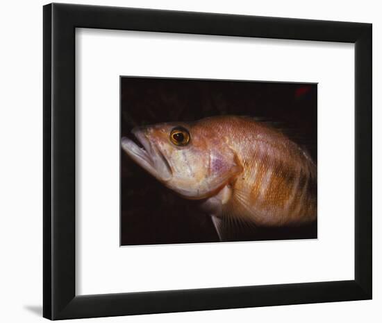 Sea Perch, 20th century-CM Dixon-Framed Photographic Print