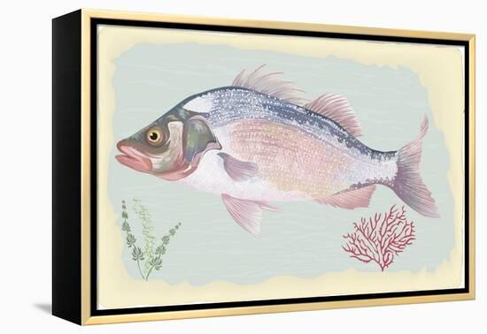 Sea Perch on Retro Style Background-Milovelen-Framed Stretched Canvas