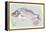 Sea Perch on Retro Style Background-Milovelen-Framed Stretched Canvas