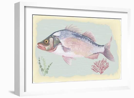 Sea Perch on Retro Style Background-Milovelen-Framed Art Print