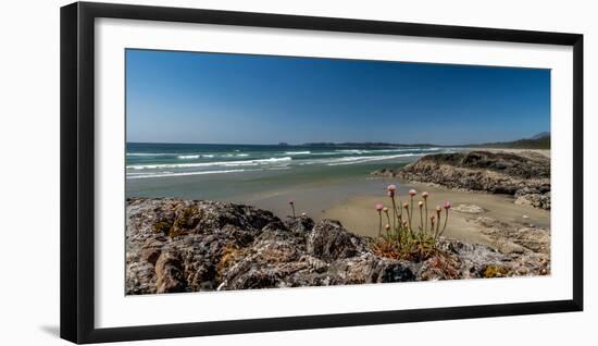 Sea pink (Armeria maritima) wildflowers on Long Beach, Pacific Rim National Park Reserve, Vancou...-null-Framed Photographic Print