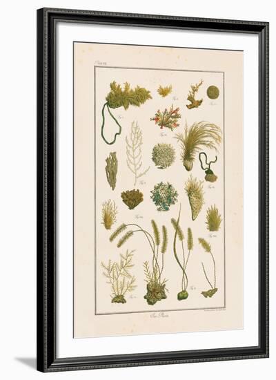 Sea Plants I-Maria Mendez-Framed Giclee Print