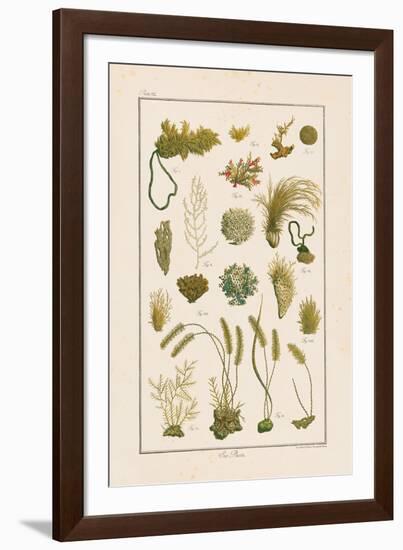 Sea Plants I-Maria Mendez-Framed Giclee Print