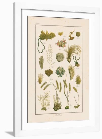 Sea Plants I-Maria Mendez-Framed Giclee Print